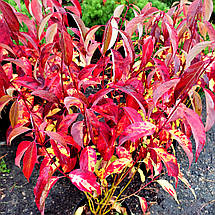 Дерен білий Рензам / С3 / Cornus alba Regnzam, фото 3