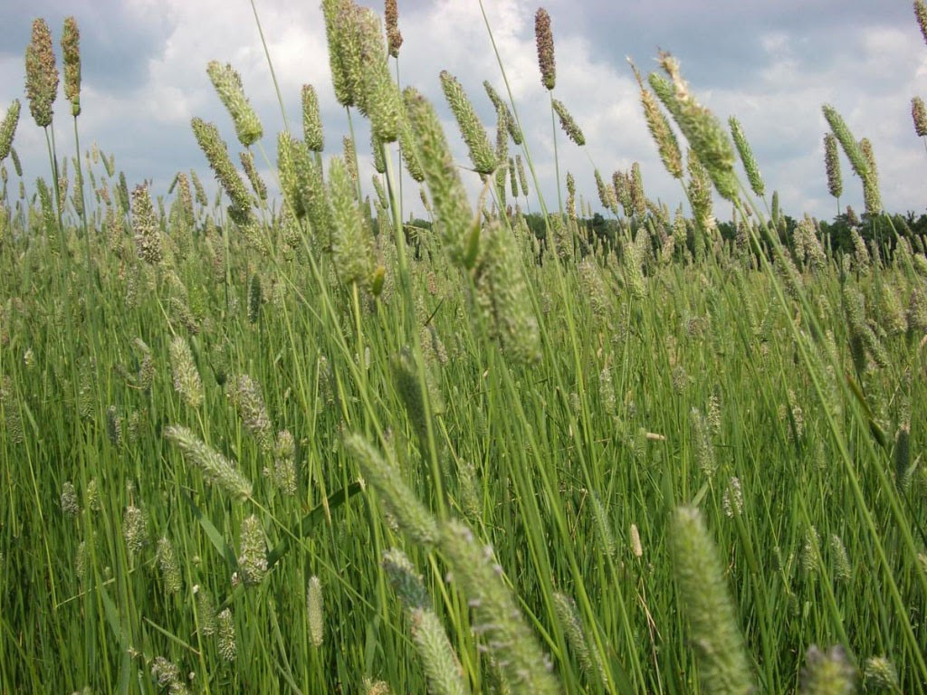 Семена травы для сенокоса и пастбищ (Суміш багаторічних трав для сінокосу та пасовища)
