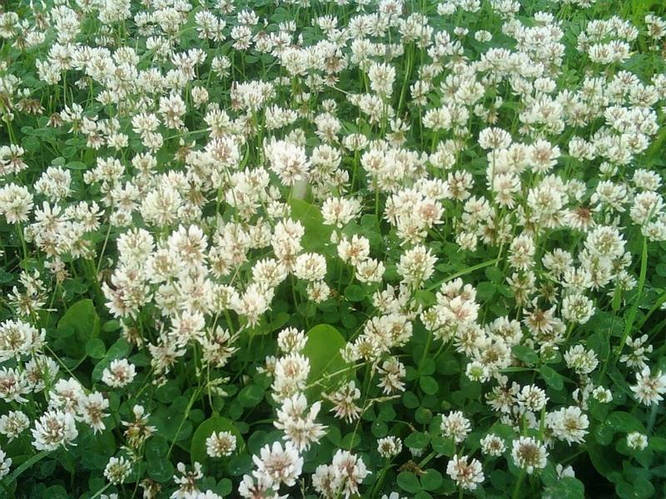 Клевер белый ползучий семена (Новая Зеландия) (ID#70338127), цена: 678 ...