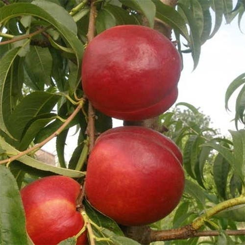 Нектарін Хоней Хейвен, фото 1