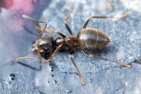 Колония муравьев Lasius Niger Чёрный садовый муравей Ласиус Нигер - фото 1 - id-p2001788206