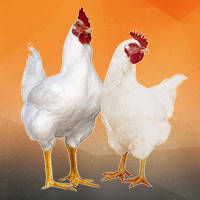 Фермерські товари