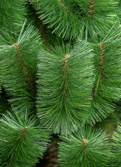 Новогодняя искусственная елка 2.2 метра Микс, классическая сосна искусственная натуральная зеленая 220 см - фото 8 - id-p1998858774
