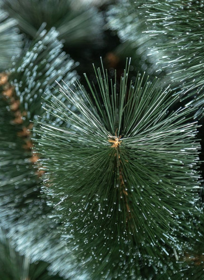 Новогодняя искусственная елка 1.5 м Заснеженная, классическая сосна искусственная натуральная зеленая 150 см - фото 3 - id-p1999267642
