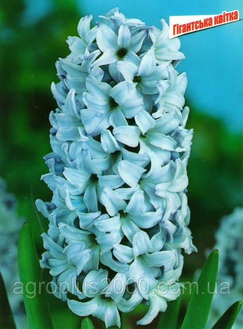 Луковиця гіацинта Blue Giant блакитний