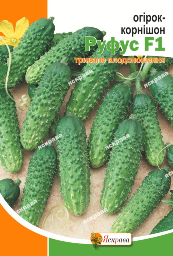 Огірок-корнішон Руфус F1 5 г (насіння огірків)