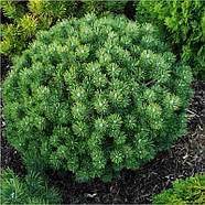 Саджанці Сосни гірської Мопс (Pinus mugo Mops), фото 3