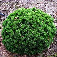 Саджанці Сосни гірської Мопс (Pinus mugo Mops), фото 2