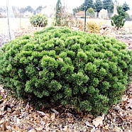 Саджанці Сосни гірської Мопс (Pinus mugo Mops), фото 4