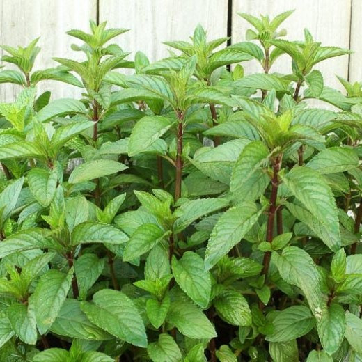 Саджанці М'яти перцевої ряболистної (Mentha piperita Variegata) Р9