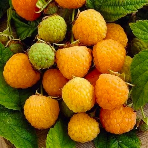 Саджанці ремонтантної малини Гудесголд (Goodasgold) - солодка, великоплідна, високоврожайна, фото 1