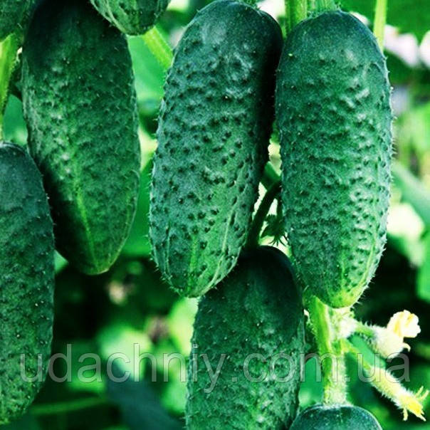 Огірок Кущовий F1 3 г