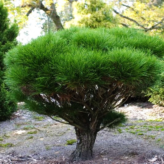 Саджанці Сосни японської червоної (густоквіткова) (Pinus Japanese Red Pine), фото 1