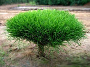 Саджанці Сосни японської червоної (густоквіткова) (Pinus Japanese Red Pine), фото 2