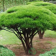 Саджанці Сосни японської червоної (густоквіткова) (Pinus Japanese Red Pine), фото 3