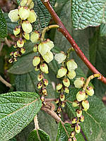 Стахіурус китайський "Celina". Стахиурус китайский "Celina". Stachyurus chinensis "Celina".