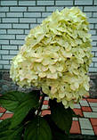 Гортензія метильчаста Лайм Лайт 1гід, фото 3