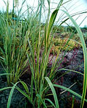 Спартина гребінчаста, фото 5