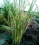 Спартина гребінчаста, фото 6