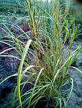 Спартина гребінчаста, фото 7