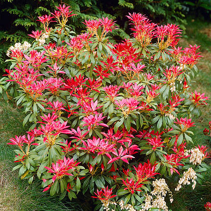 Пієріс японський Форест Флейм / Pieris japonica Forest Flame, фото 2