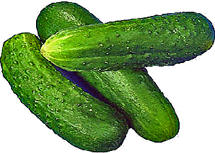 Насіння огірка. Фасовка 100г