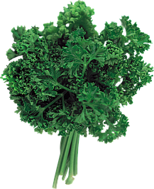 Насіння петрушки і кропу. Фасовка 100г