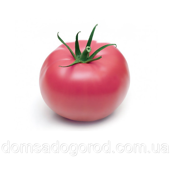 Томат Libra Seeds СЕЛА F1 100 шт