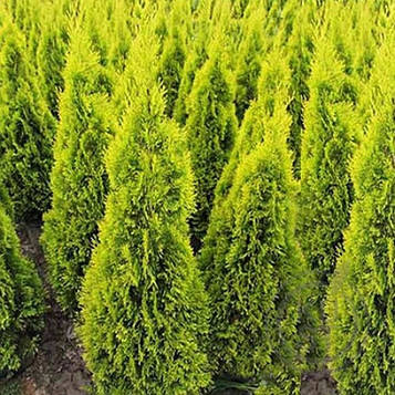 3 шт Саджанці Туя західна Янтар (Thuja occidentalis Jantar) в горшке 0,5л Код/Артикул 71 138