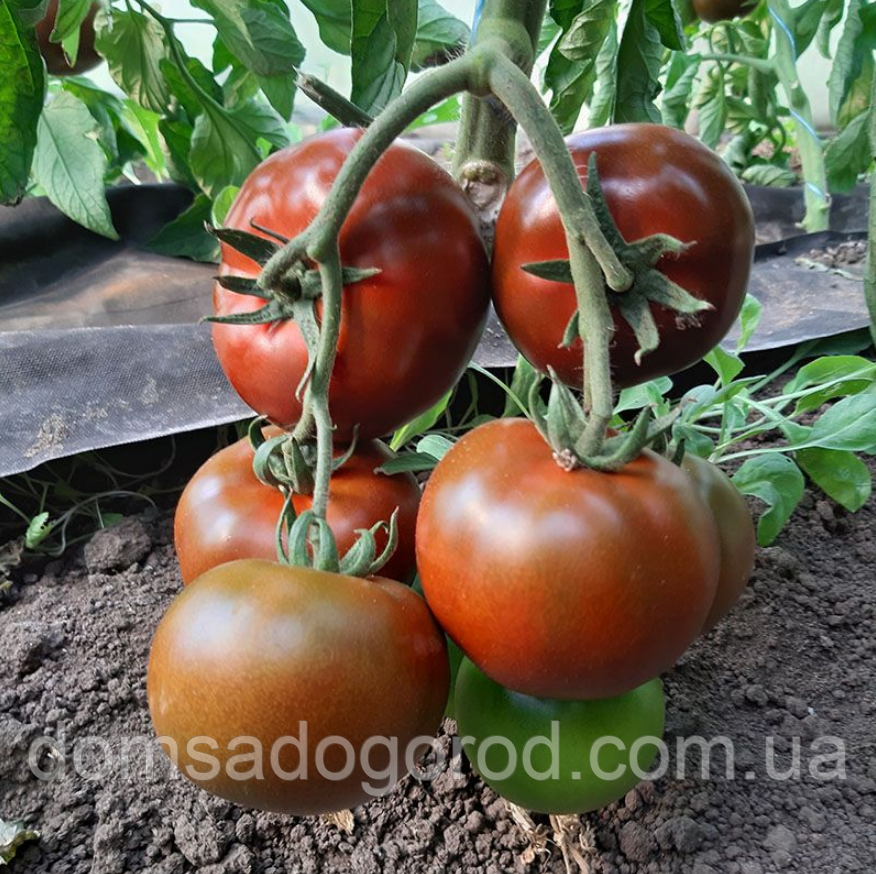 Томат Libra Seeds Керук F1 100 насінин