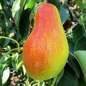 Зимні сорти груш