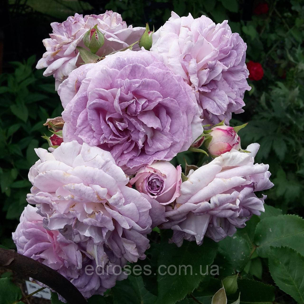 Блю Танго (Blue Tango), фото 1