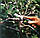 Fiskars Ніж для прищеплення рослин K60, 16,8 см, 50 г (1001625), фото 2