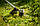 Metabo Мотокоса садова акумуляторна FSB 36-18 LTX BL 40, 18 В, 40 см, нитка 2 мм, 0-6000об/хв, 3.9 кг, без АКБ, фото 3