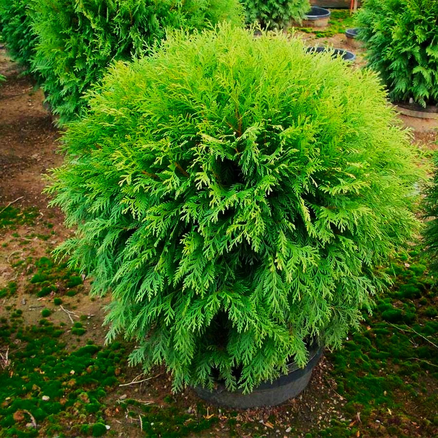 Саджанці Туї західної Вудварди (Thuja occidentalis Woodwardii)