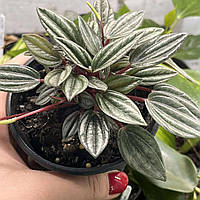 Пеперомія Мендоза, Peperomia Mendoza