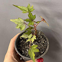 Бегонія каудексна дрега кімнатні рослини Begonia dregei