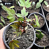 Бегонія каудексна дрега кімнатні рослини Begonia dregei, фото 3