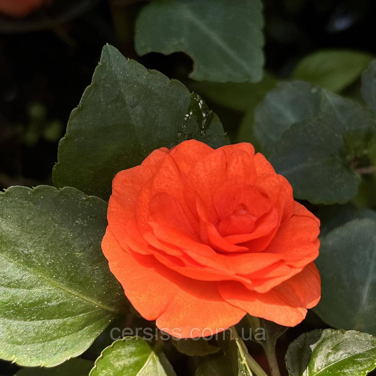 Бальзамін махровий оранжевий (вкорінений живець), Impatiens, фото 1