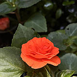 Бальзамін махровий оранжевий (вкорінений живець), Impatiens, фото 4