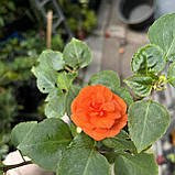 Бальзамін махровий оранжевий (вкорінений живець), Impatiens, фото 3