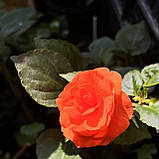 Бальзамін махровий оранжевий (вкорінений живець), Impatiens, фото 2