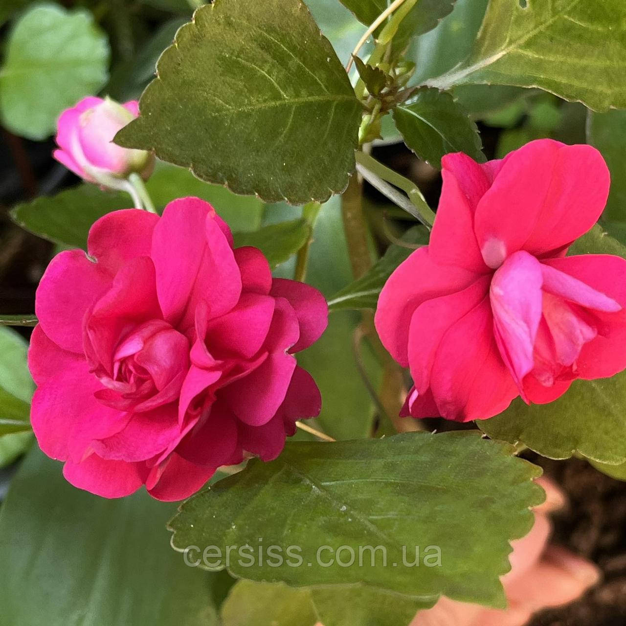 Бальзамін махровий Епл блоссом (вкорінений живець), Impatiens Apple blossom