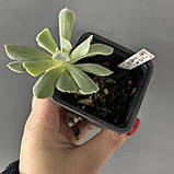 Ехеверія сиза, Echeveria glauca, фото 3