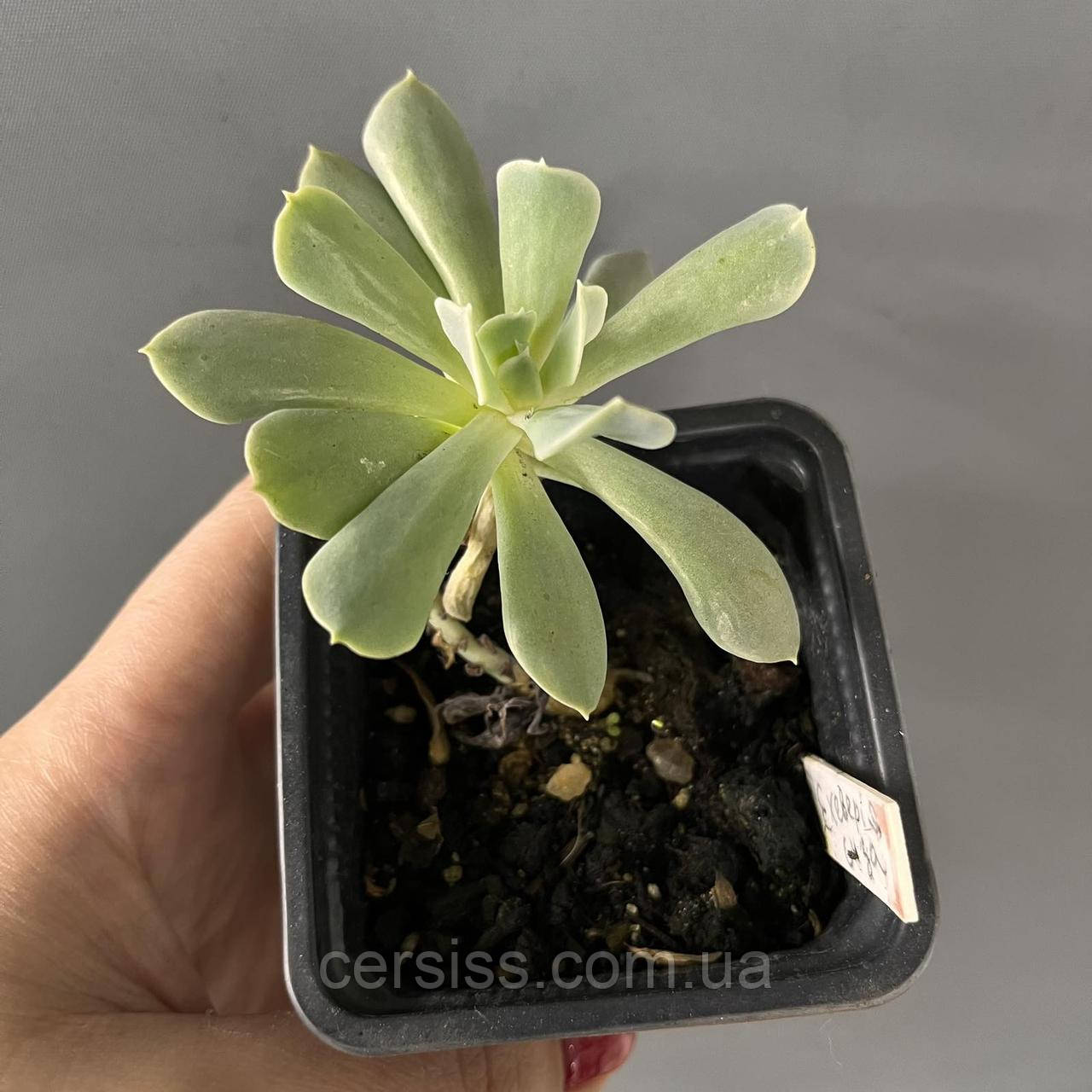 Ехеверія сиза, Echeveria glauca