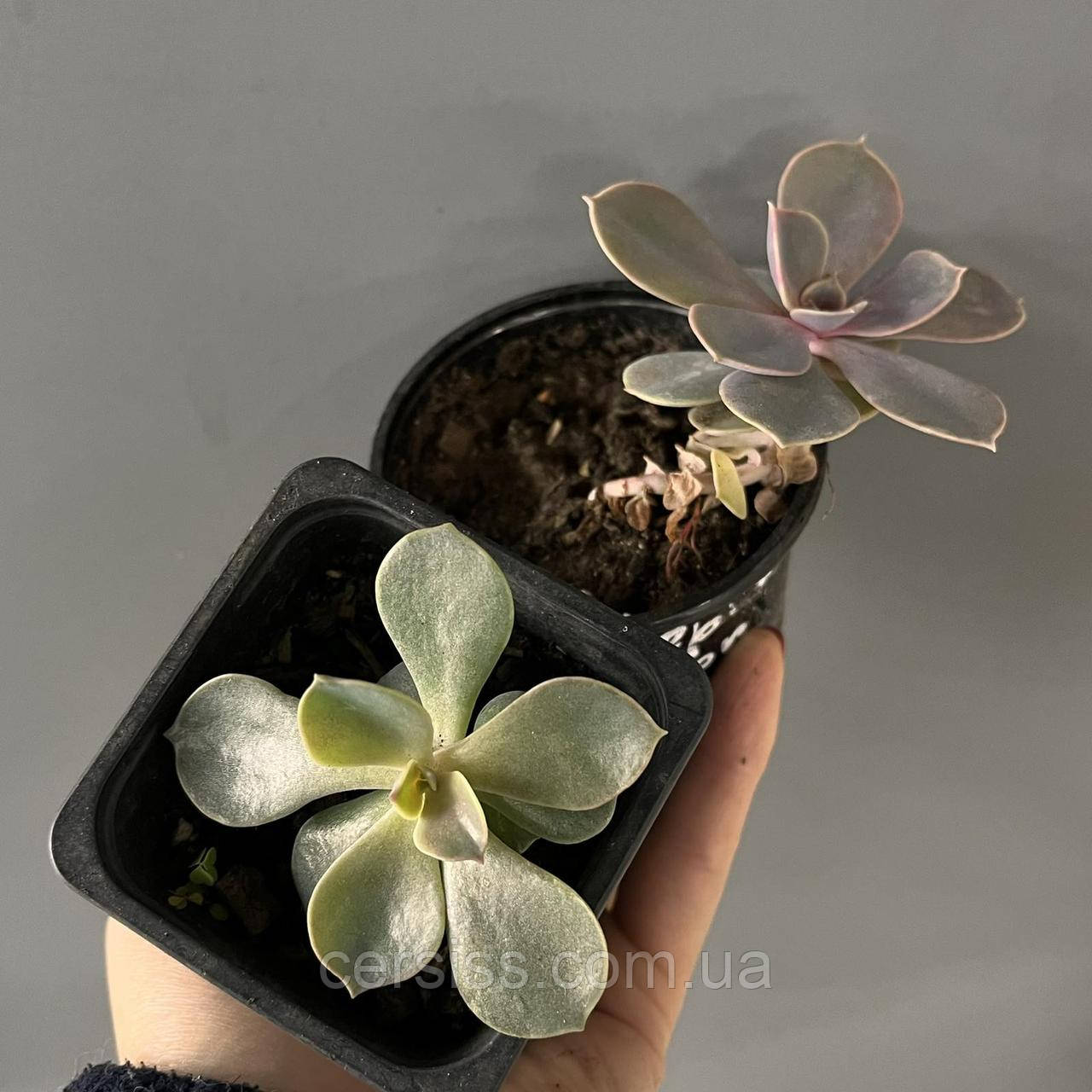 Ехеверія Пурпур перл, Echeveria Purple Pearl