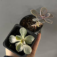 Ехеверія Пурпур перл, Echeveria Purple Pearl