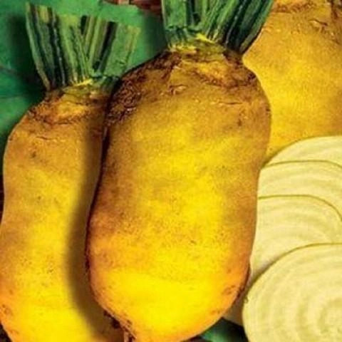 Насіння вагові кормового буряка Урсус Полі, Польща, 50 г, фото 1