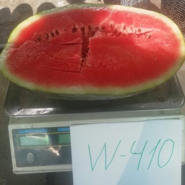 Кавун W410 (Юммі /Yummi) ранній 1000 шт Lark Seeds