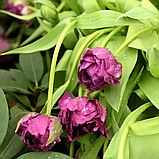 Тюльпан махровий Double Negrita 12+, фото 2